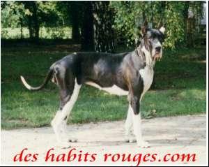 Orionia Des Habits Rouges