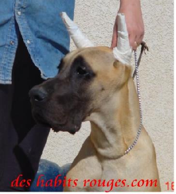 Shiva Limplacable Des Habits Rouges