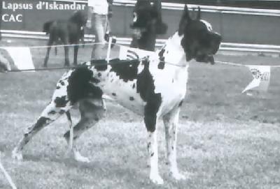 Ch Lapsus Diskandar