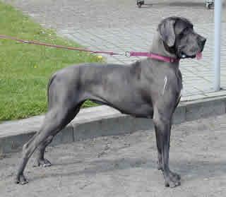 Delfi Vom Hause Wagner