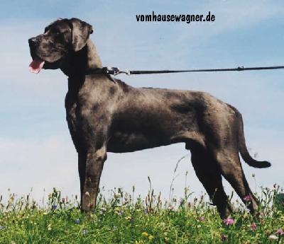 Ramses Vom Hause Wagner
