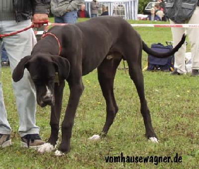 Potomok Von Schlesien