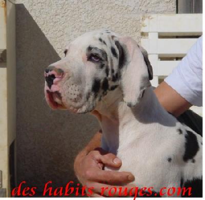 Show-man Des Habits Rouges