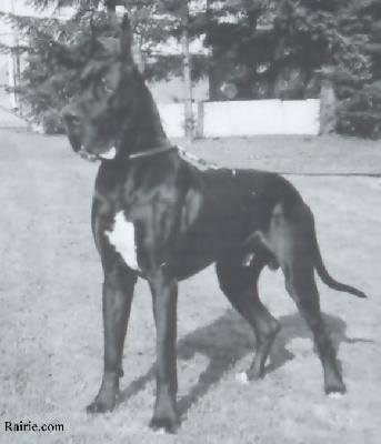 Elatus Imperial