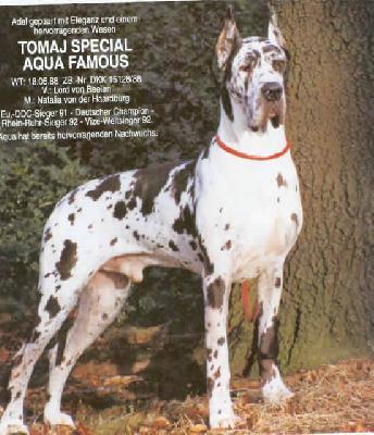 Tomaj Special Aqua Famous