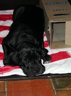 Thor De La Fontaine Aux Tourterelles