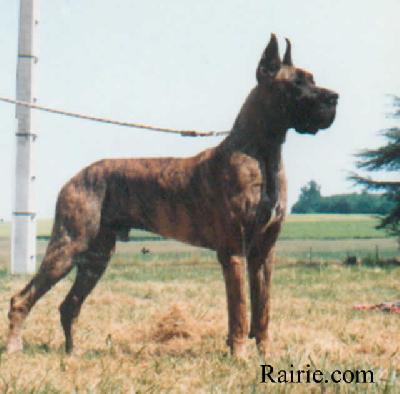 Ch Boy Des Terres De La Rairie
