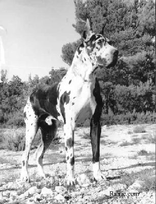Ch Jocky De Mourre Frais