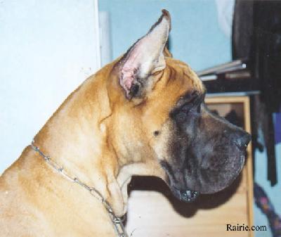 Ch Phoebus Des Terres De La Rairie