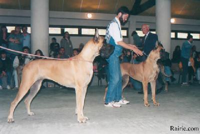 Ch Jet Set De La Pierre Du Roy