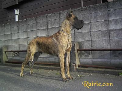 Tzorn Des Terres De La Rairie