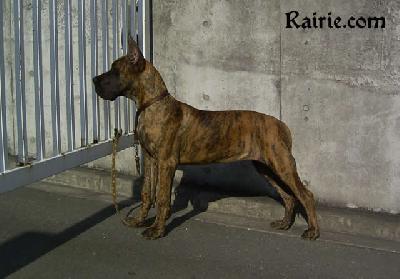 Tzorn Des Terres De La Rairie