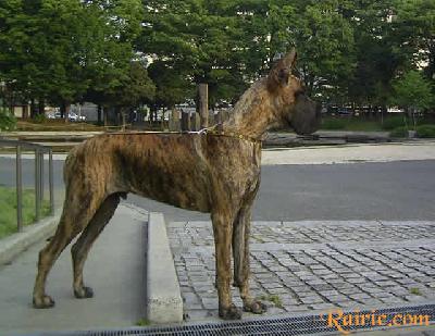 Tzorn Des Terres De La Rairie