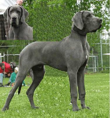 Ikallas Vom Hause Wagner