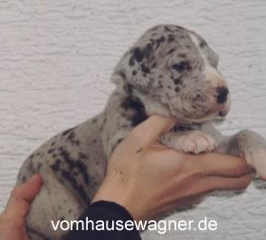 Conan Von Den Unbestechlichen Riesen