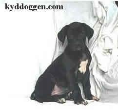 Fiona Vom Sprendlinger Tal