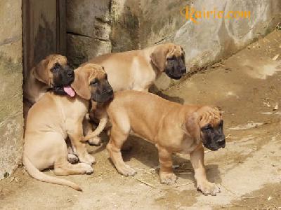 Ugo Des Terres De La Rairie