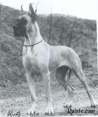 Ch Dinga Von  Albatros
