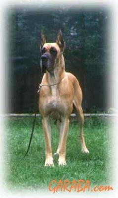 Ch Maria Alejandra Dellelsa