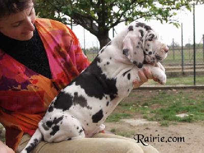 Uccella Des Terres De La Rairie