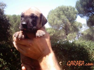 Abadova De Garaba
