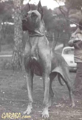 Pako`s Akadia