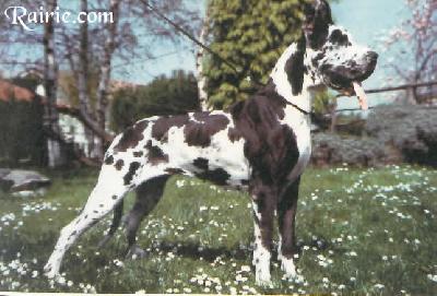 Ch Lucia Indios Dell�armida