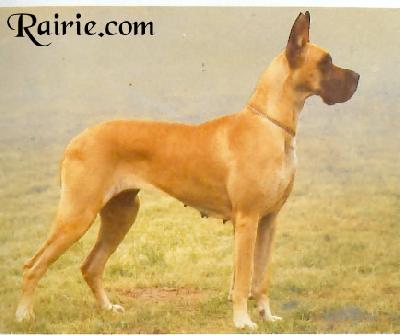 Ch Barbel Von Der Eschellbruckener-birke