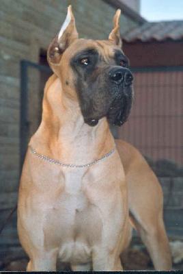 Thor Des Princes De Cocagne