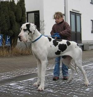 Josie Vom Wchterberg