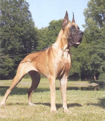 Ch Petronilla Dei Cento Scudi