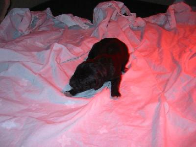 Aaron Von Iron Stone