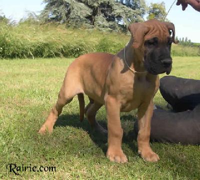 Voltaire Des Terres De La Rairie