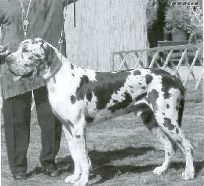 Ch Amore Mio Grand Elegance