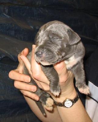 Anne Von Der Schferei