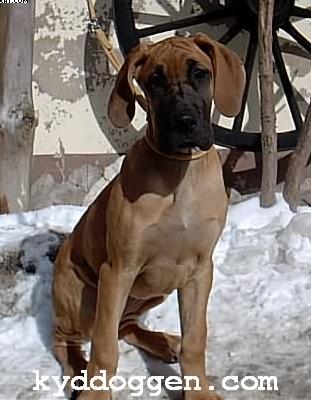 Asta Von Krakonos