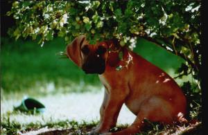 Corumpira Aus Leas Liebe