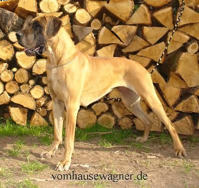 Varina Bocca Dtigre