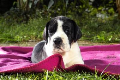 Baron Vom Elfinger Berg