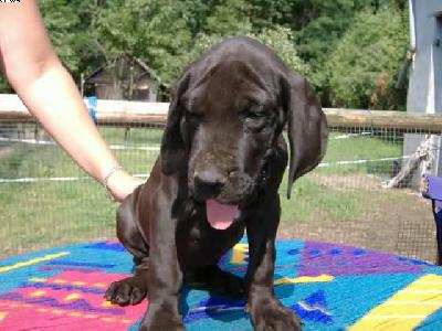 Harvey Vom Spandauer Wappen