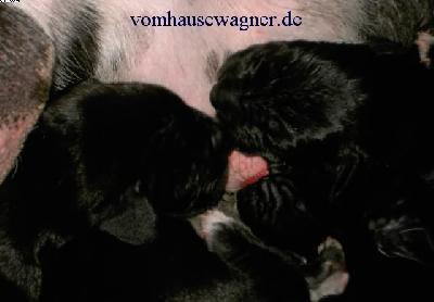 Dira Vom Hause Wagner