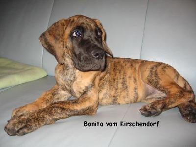 Bonita Vom Kirschendorf