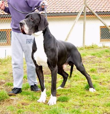 Brutus Vom Sulzbachtal