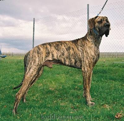 Bacchus Ex Umbra In Solem