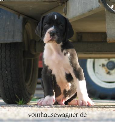 Tendo Vom Hause Wagner