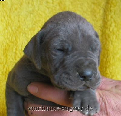 Ximenes Vom Hause Wagner