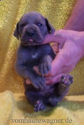 Dareios-bocomo Vom Hause Wagner