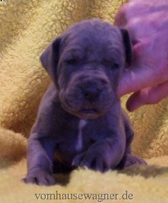 Dinka Vom Hause Wagner