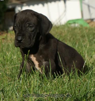 Gallus Vom Hause Wagner