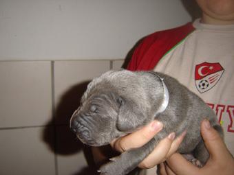 Braja Beaux Chiens